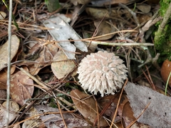 Boletellus ananas image