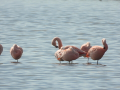 Phoenicopterus chilensis