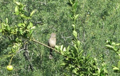 Toxostoma bendirei
