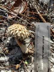 Boletellus ananas image