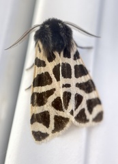 Apantesis nevadensis