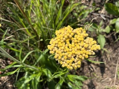 Helichrysum pallidum