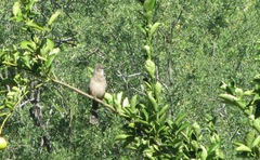 Toxostoma bendirei