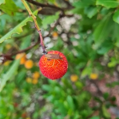 Gonocerus insidiator