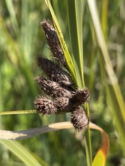 Bolboschoenus robustus