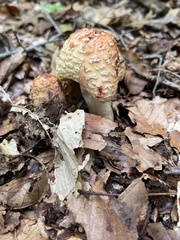 Amanita rubescens