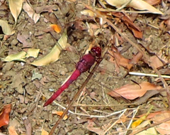 Orthemis discolor