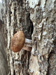 Armillaria
