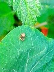Euophrys melanoleuca