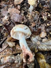 Amanita rubescens