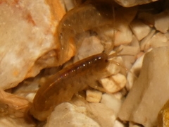 Gammaridae