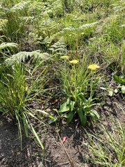 Helichrysum pallidum