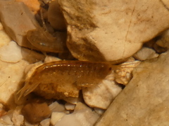 Gammaridae