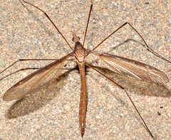 Tipula sayi