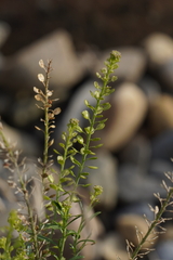 Lepidium densiflorum