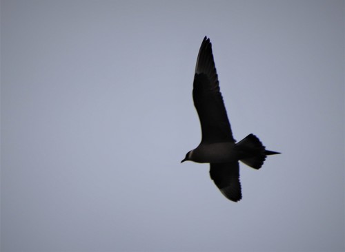 Págalo parásito (Stercorarius parasiticus)