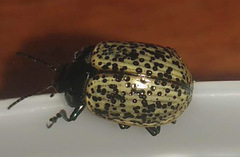 Cryptostetha punctipennis