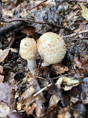 Amanita rubescens