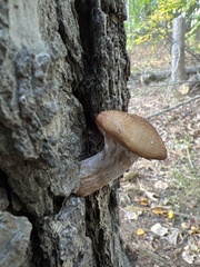 Armillaria