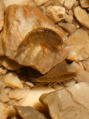 Gammaridae
