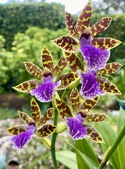 Zygopetalum