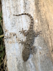 Tarentola mauritanica