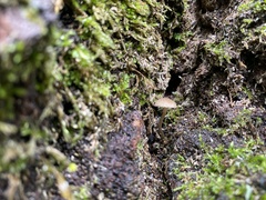 Arrhenia epichysium