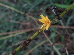 Chondrilla juncea