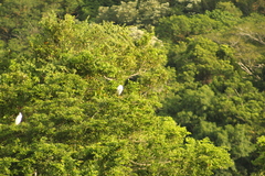 Egretta caerulea