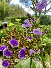 Zygopetalum