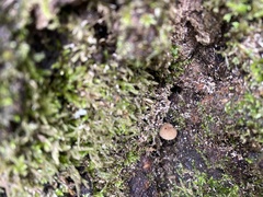 Arrhenia epichysium