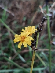 Chondrilla juncea