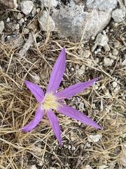 Colchicum filifolium