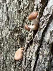 Armillaria