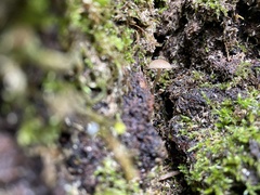 Arrhenia epichysium
