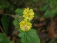 Youngia