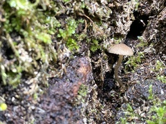 Arrhenia epichysium