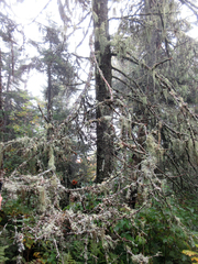 Pseudevernia cladonia