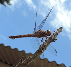 Orthemis discolor