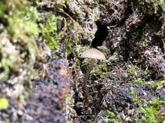 Arrhenia epichysium