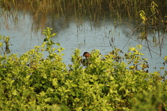 Jacana spinosa