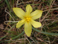 Moraea cookii