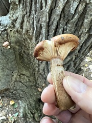 Armillaria