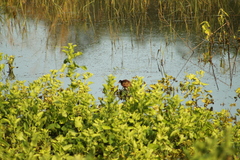 Jacana spinosa