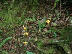 Echeandia reflexa