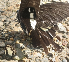 Papilio nephelus