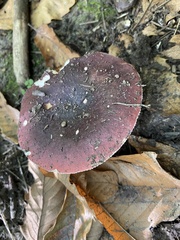 Russula cyanoxantha