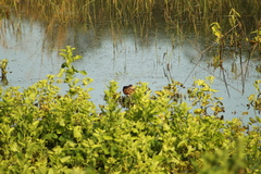 Jacana spinosa