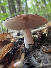 Russula cyanoxantha