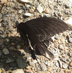 Papilio nephelus